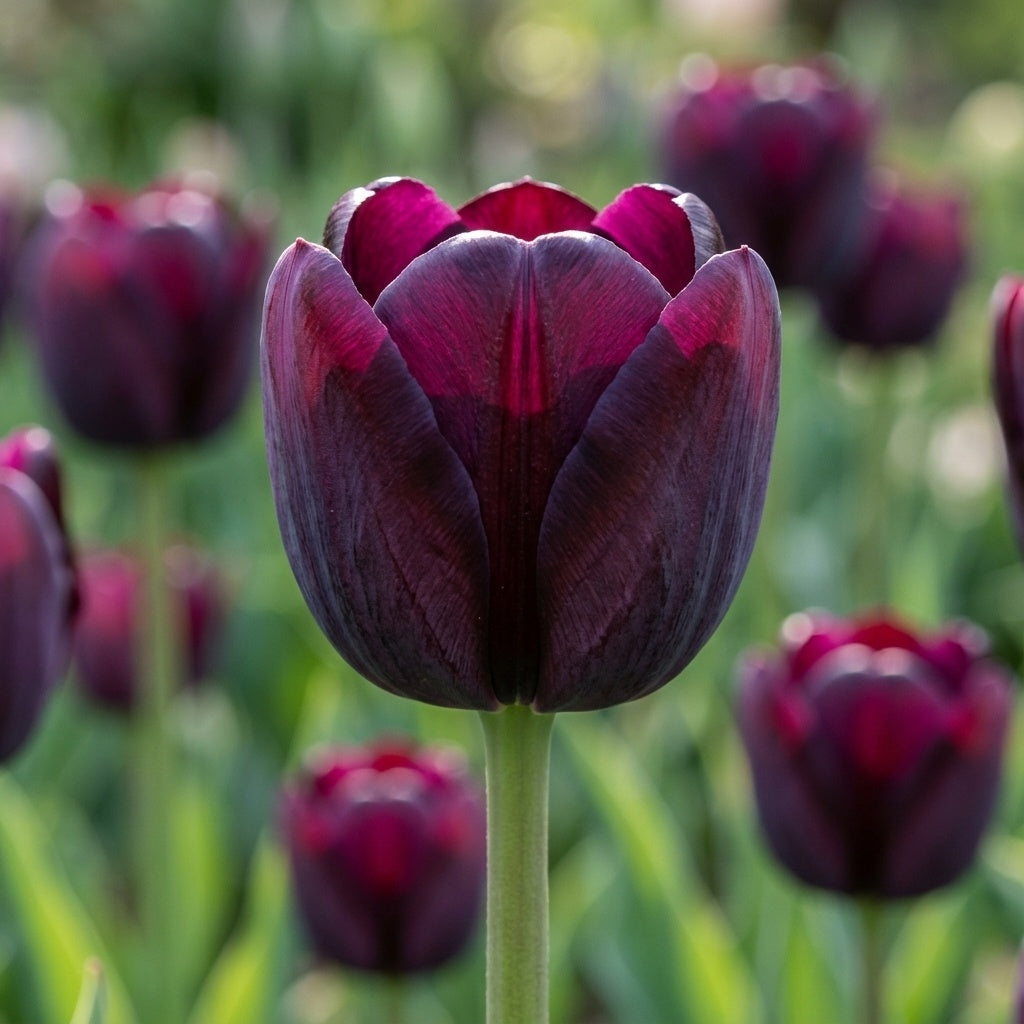 Tulpe 'Queen Of Night' - 20 Stück - LumiBlumi