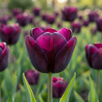 Tulpe 'Queen Of Night' - 20 Stück - LumiBlumi