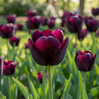 Tulpe 'Queen Of Night' - 20 Stück - LumiBlumi