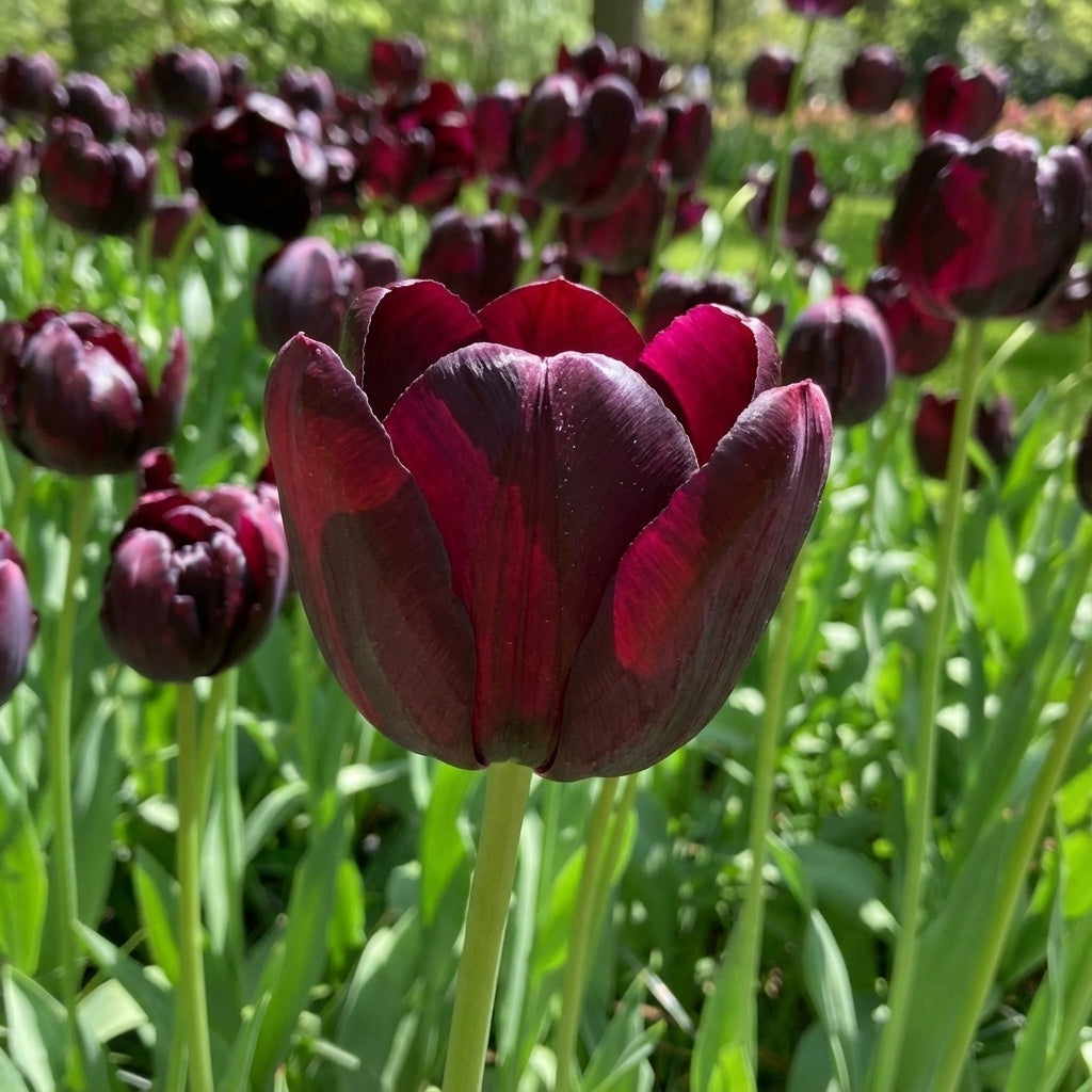 Tulpe 'Queen Of Night' - 20 Stück - LumiBlumi