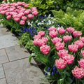 Tulpe 'Queensland' - 15 Stück - LumiBlumi