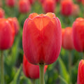 Tulpe 'Red Pride' - 25 Stück - LumiBlumi