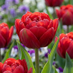 Tulpe 'Red Princess' - 25 Stück - LumiBlumi