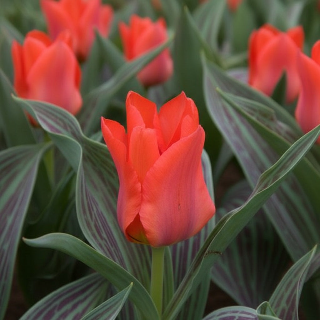 Tulpe 'Rotkappchen' - 25 Stück - LumiBlumi