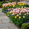 Tulpe 'Rembrandt Mischung' - 20 Stück - LumiBlumi