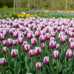 Tulpe 'Rems Favourite' - 20 Stück