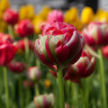 Tulipa 'Renown Unique' - Tulpe