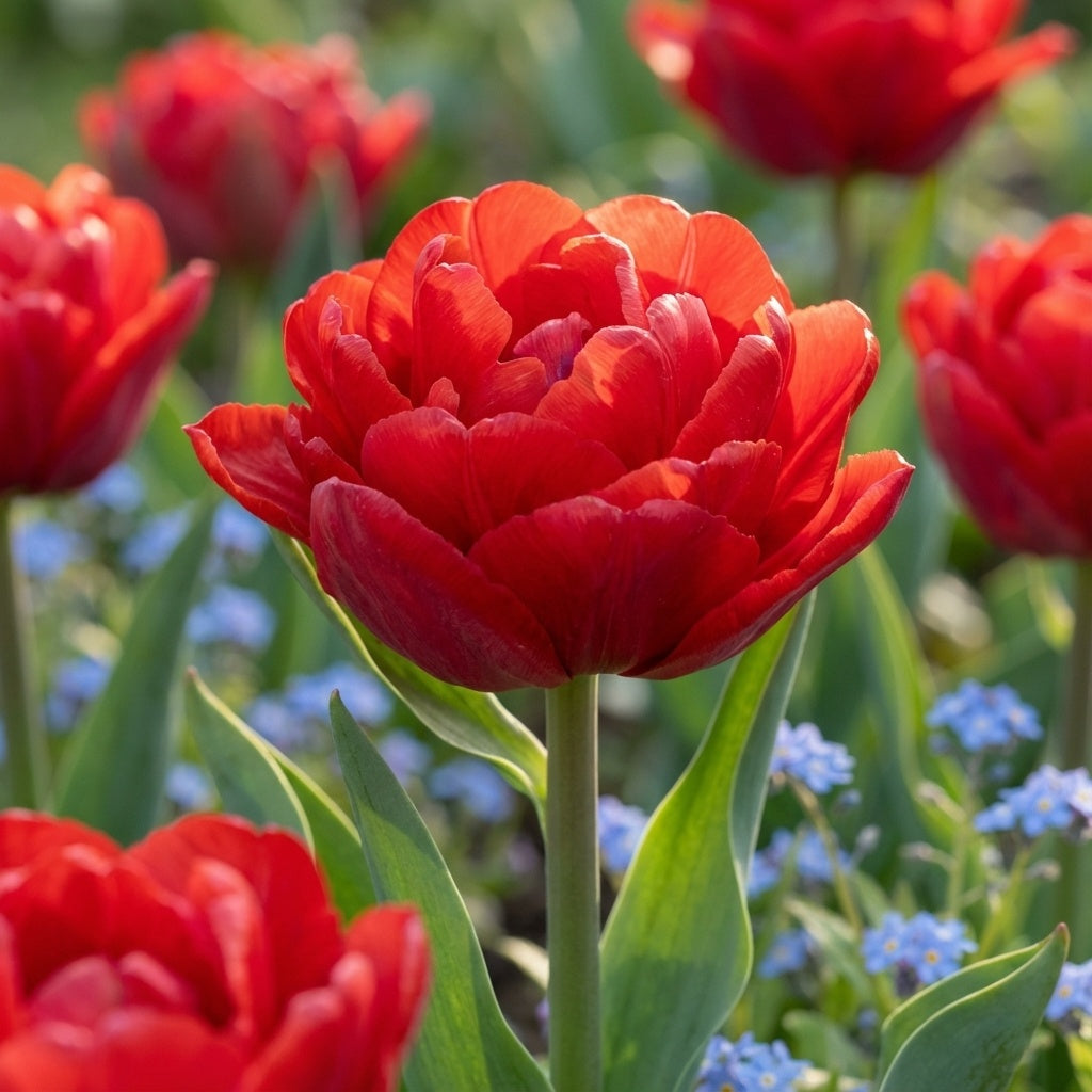 Tulpe 'Rockabilly' - 25 Stück