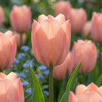 Tulpe 'Salmon Van Eijk' - 25 Stück