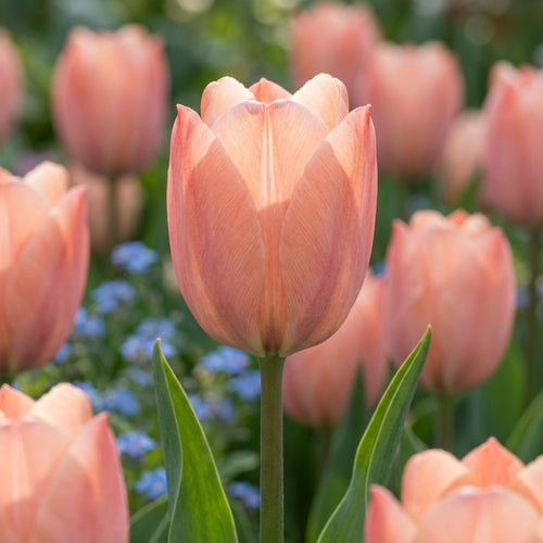 Tulpe 'Salmon Van Eijk' - 25 Stück - LumiBlumi
