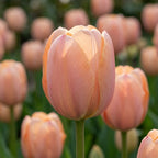 Tulpe 'Salmon Van Eijk' - 25 Stück