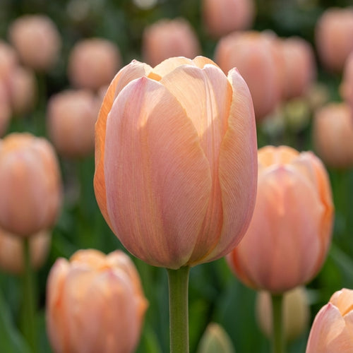 Tulpe 'Salmon Van Eijk' - 25 Stück - LumiBlumi