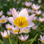 Tulpe 'Saxatilis' - 50 Stück - LumiBlumi