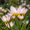 Tulpe 'Saxatilis' - 50 Stück - LumiBlumi