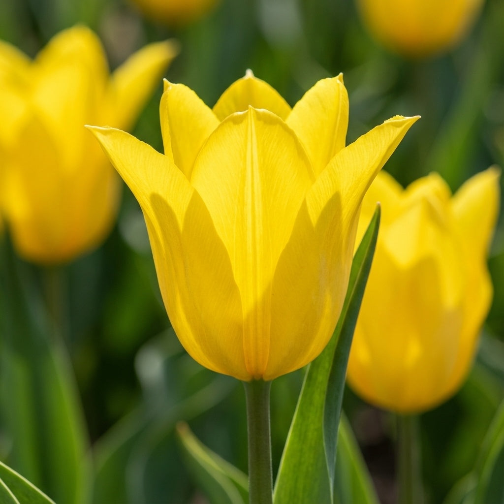 Tulpe 'Schiedam' - 25 Stück