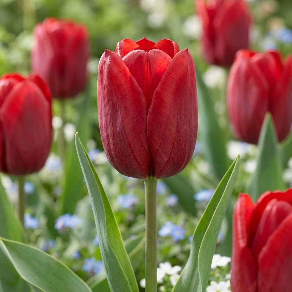 Tulpe 'Seadov' - 25 Stück - LumiBlumi