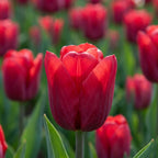 Tulpe 'Seadov' - 25 Stück - LumiBlumi