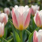 Tulpe 'Serano' - 20 Stück - LumiBlumi