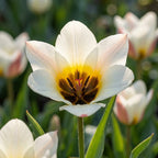 Tulpe 'Serano' - 20 Stück - LumiBlumi