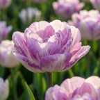 Tulipa 'Double Shirley' - Tulpe