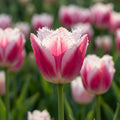 Tulpe 'Siesta R' - 25 Stück