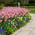 Tulpe 'Silver Parrot' - 10 Stück - LumiBlumi