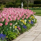 Tulpe 'Silver Parrot' - 10 Stück - LumiBlumi