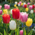 Tulpe 'Einfach Spät Mischung' - 20 Stück
