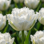 Hyazinthe 'Snow Crystal' - 30 Stück - LumiBlumi