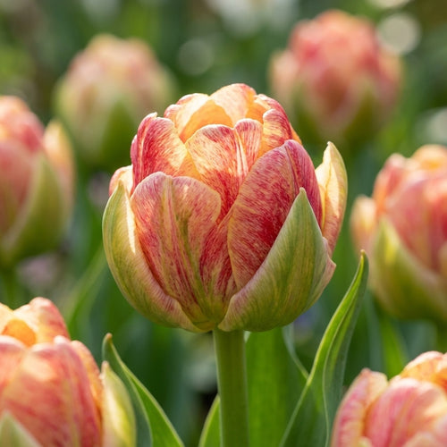 Tulpe 'Sprinkle Dip' - 20 Stück - LumiBlumi