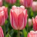 Tulpe 'Spryng Break' - 15 Stück - LumiBlumi