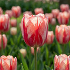 Tulpe 'Spryng Break' - 15 Stück - LumiBlumi