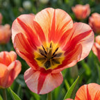 Tulpe 'Spryng Break' - 15 Stück - LumiBlumi