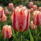 Tulpe 'Spryng Break' - 15 Stück - LumiBlumi