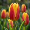 Tulpe 'Stresa' - 25 Stück - LumiBlumi
