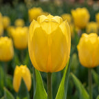 Tulpe 'Strong Gold' - 20 Stück - LumiBlumi