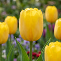 Tulpe 'Strong Gold' - 20 Stück - LumiBlumi