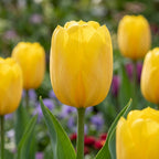 Tulpe 'Strong Gold' - 20 Stück - LumiBlumi
