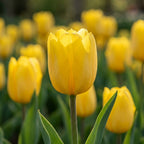 Tulpe 'Strong Gold' - 20 Stück - LumiBlumi