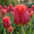 Tulipa 'Strong Love' - Tulpe - LumiBlumi