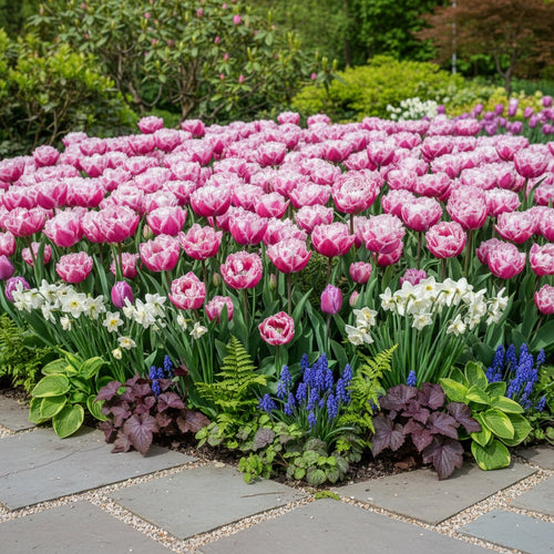 Tulpe 'Sugar Crystal' - 24 Stück - LumiBlumi