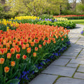Tulpe 'Suncatcher' - 15 Stück - LumiBlumi