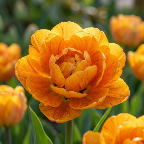 Tulpe 'Sun Lover' - 25 Stück - LumiBlumi