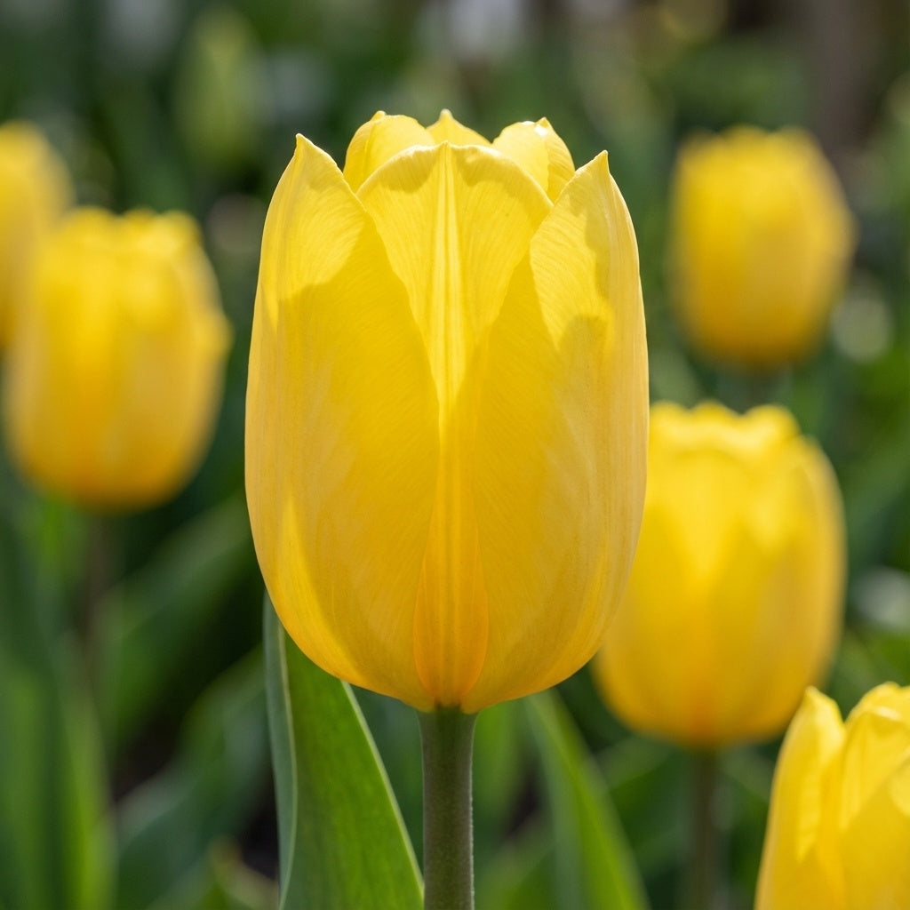 Tulpe 'Sunny Prince' - 25 Stück - LumiBlumi