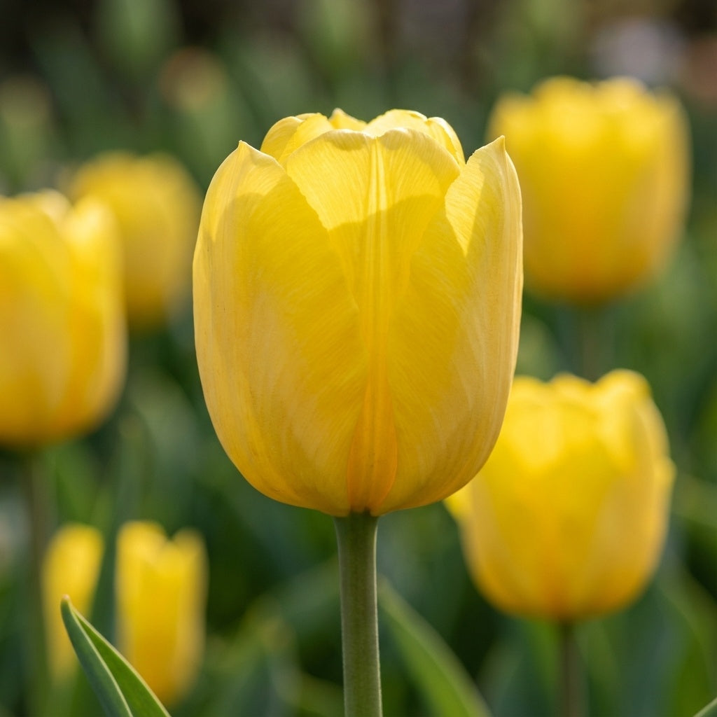 Tulpe 'Sunny Prince' - 25 Stück - LumiBlumi