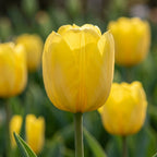 Tulpe 'Sunny Prince' - 25 Stück - LumiBlumi