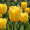 Tulpe 'Sunny Time' - 25 Stück