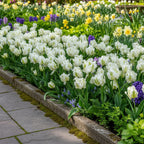Tulpe 'Super Parrot' - 25 Stück - LumiBlumi