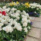 Tulpe 'Super Parrot' - 25 Stück - LumiBlumi