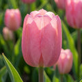 Tulipa 'Sweet Rosy' - Tulpe
